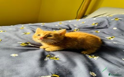 European cats for sale: 💖 Purr-fect Kittens Ready to Melt Your Heart! 😻 - Image 5