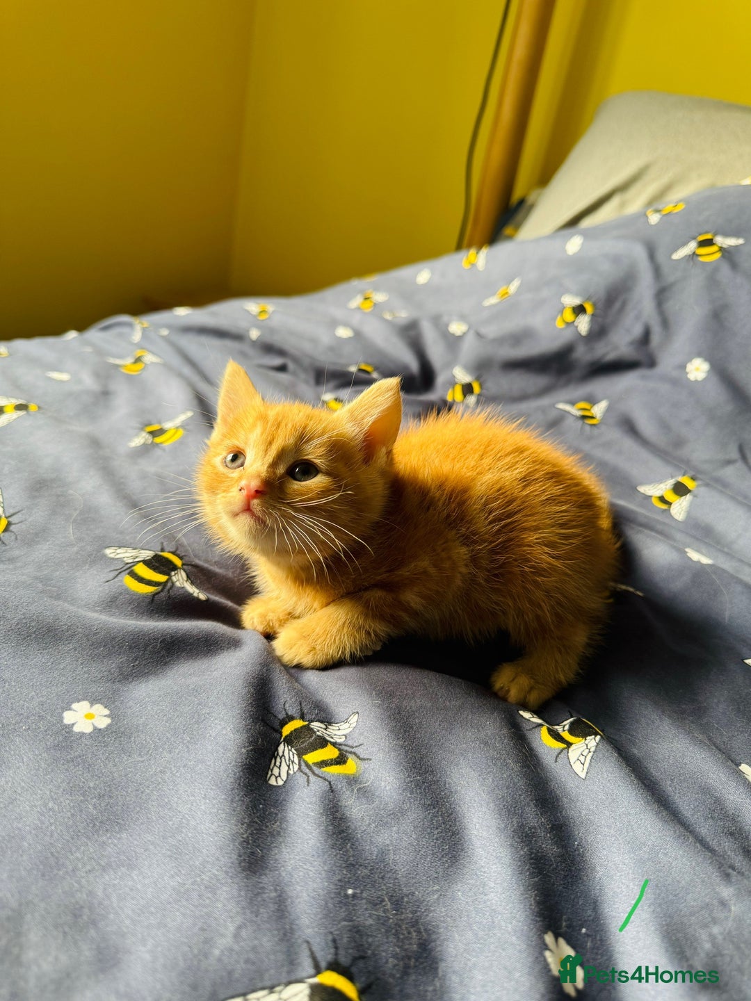 European cats for sale: 💖 Purr-fect Kittens Ready to Melt Your Heart! 😻 - Image 5