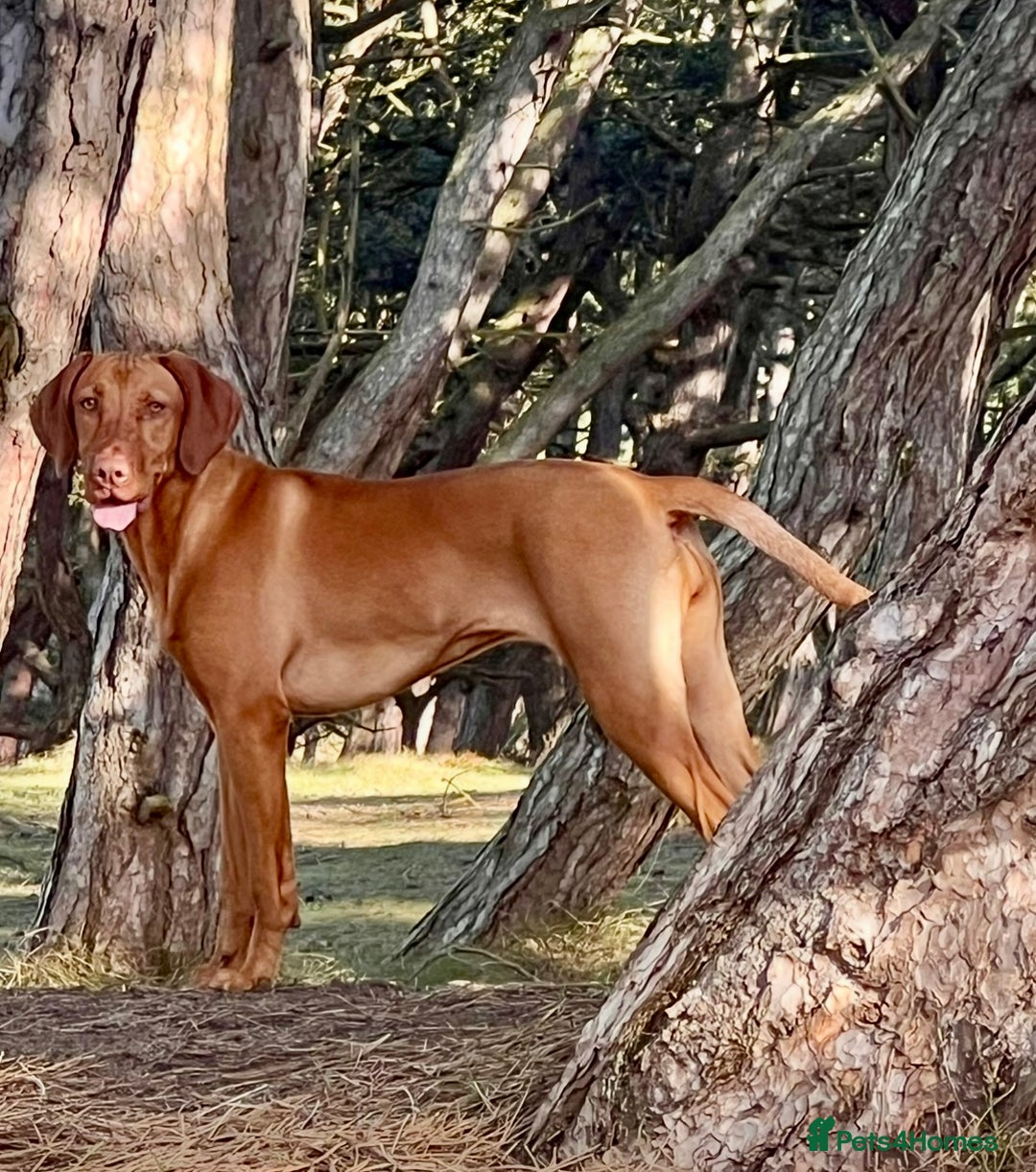Hungarian Vizsla dogs for sale: Hungarian Vizsla Puppies - Advert 3