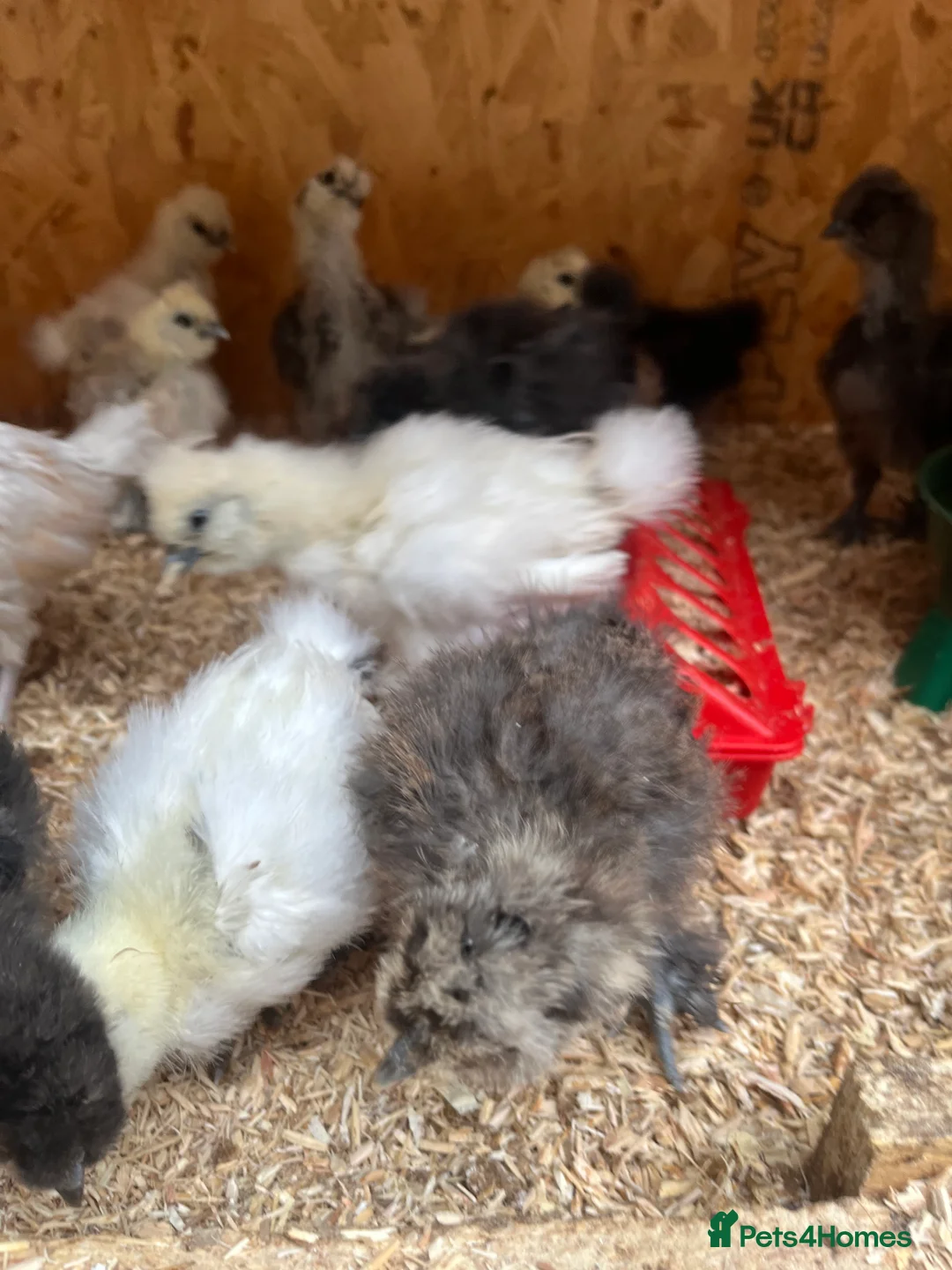 Chickens poultry for sale: Chicks, pullets, cockerels  - Advert 16