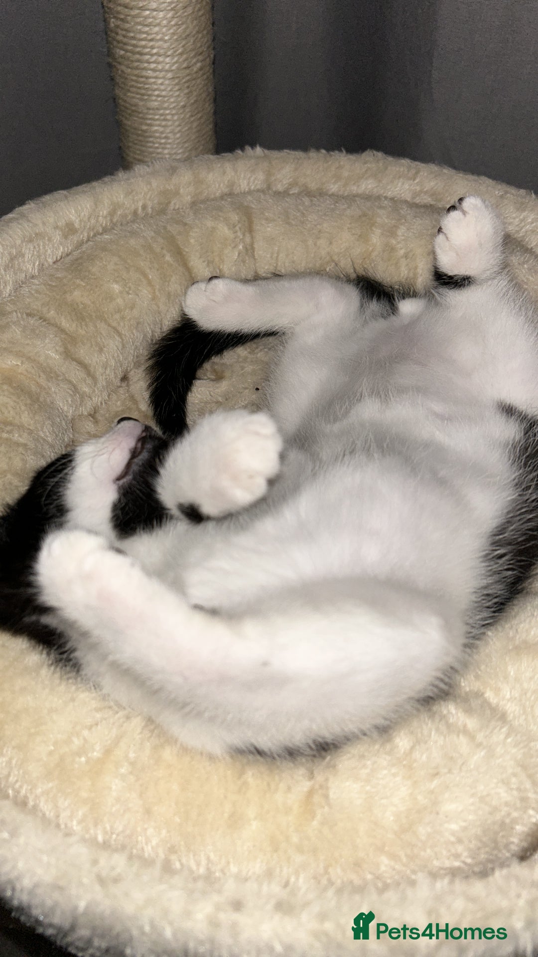 Domestic Shorthair cats for sale: Male kitten - Advert 4