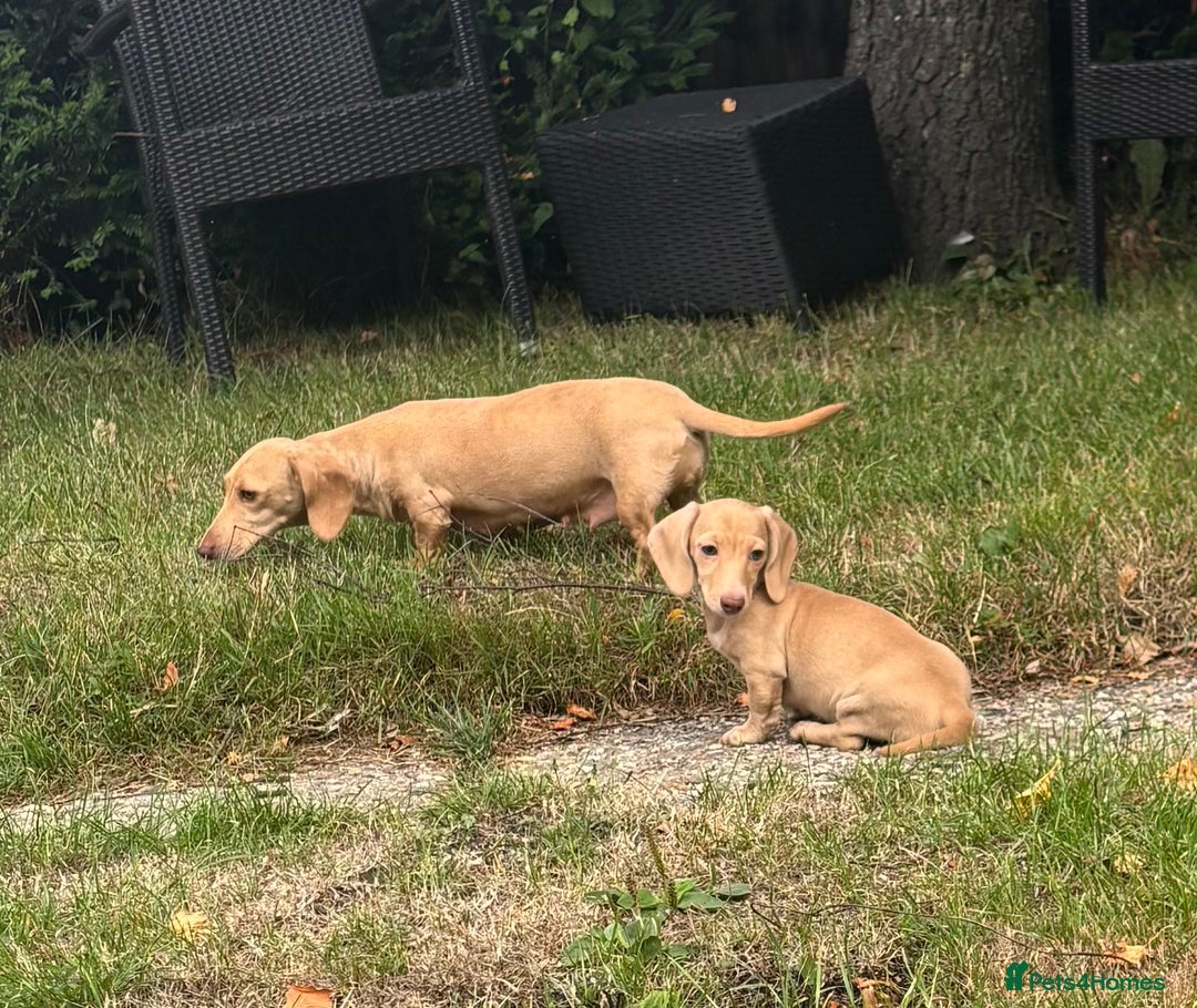 Miniature Dachshund dogs for sale: Miniature smooth haired cream dachshund. PRA/KC  - Image 8