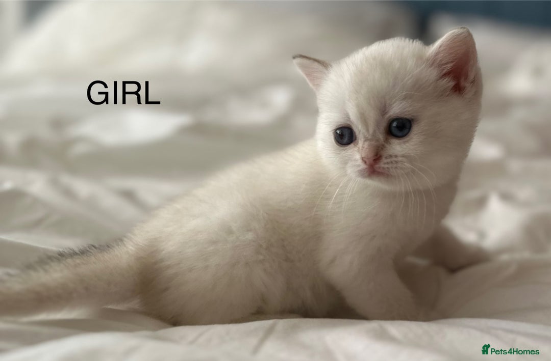 British Shorthair cats for sale: Stunning munchkin fur babies 😻🌼🌸🌺 - Image 14
