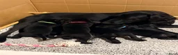 Labrador Retriever dogs for sale: KC Reg Black Labrador Puppies (£1600 Fixed Price) in Lydney - Advert 19