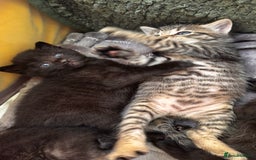 Mixed Breed cats for sale: Beautiful kittens 🐈‍⬛  - Image 11