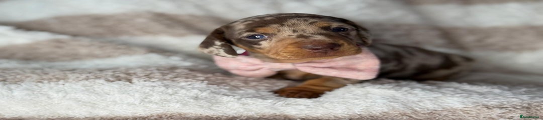 Miniature Dachshund Puppy 5