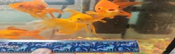 Goldfish fish for sale: Goldfish , Veiltail , Fancy, Telescope black in Glasgow - Advert 17
