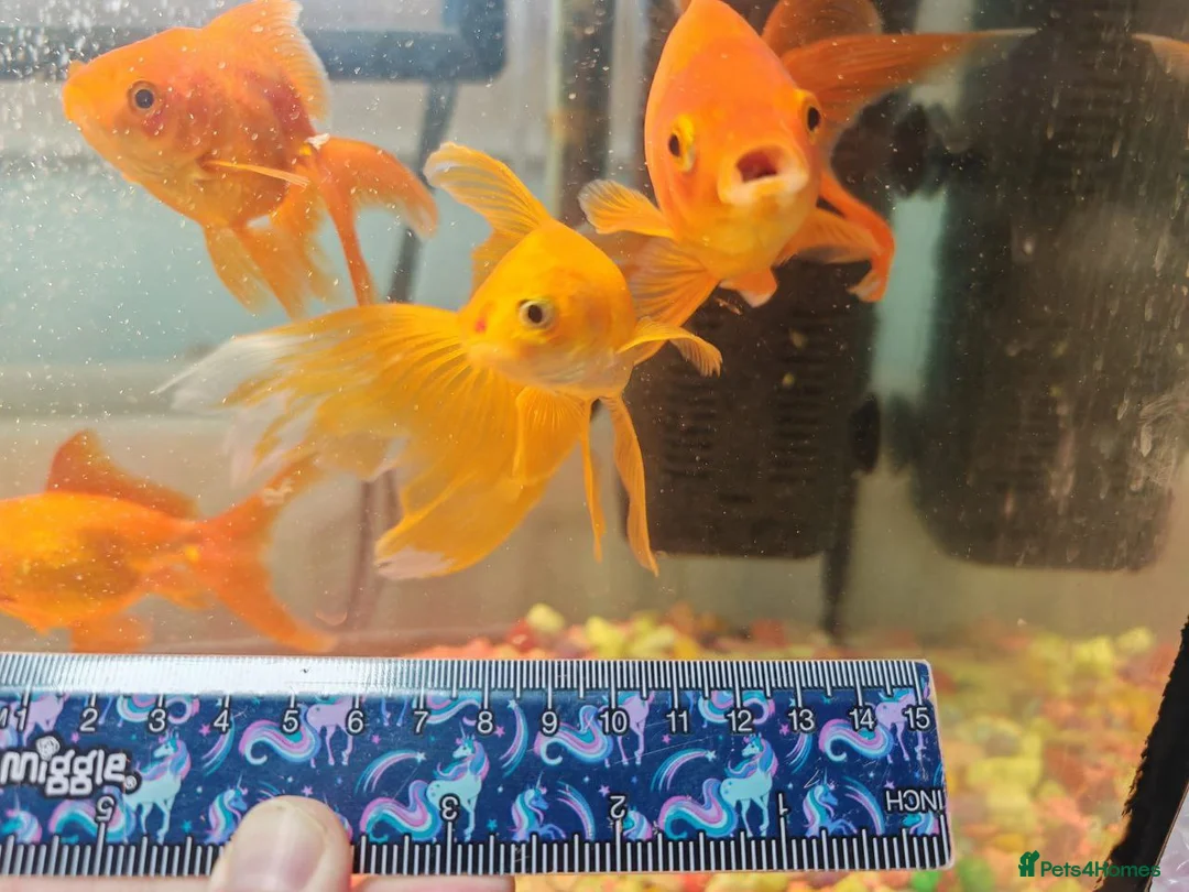 Goldfish fish for sale: Goldfish , Veiltail , Fancy, Telescope black in Glasgow - Advert 17