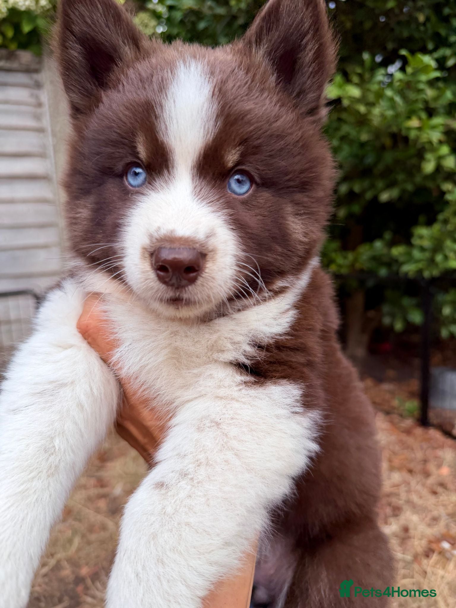 Pomsky dogs *Reduced Husky Marked 🇺🇸 Lines Health Tested F3s - Advert 2