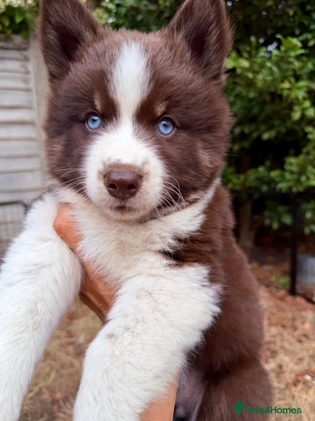 Pomsky dogs for sale: *1 Girl 1 Boy * blue eyed 🇺🇸 Lines Health Tested - Advert 2