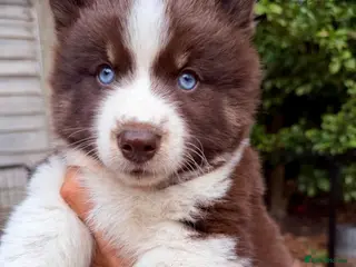 Pomsky dogs *Reduced Husky Marked 🇺🇸 Lines Health Tested F3s - Advert 2