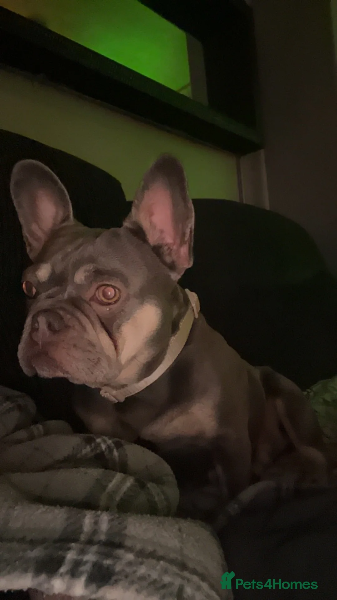 French Bulldog dogs for sale: 2 beautiful freindly french bulldogs for rehome  - Advert 3