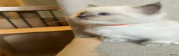 Birman cats for sale: Beautiful Blue Point Birman-Ragdoll Kittens in Leicester - Advert 3