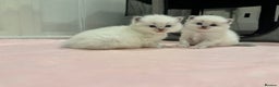 Ragdoll cats for sale: Exceptional Pure Blue Point Ragdoll kitten  - Advert 10