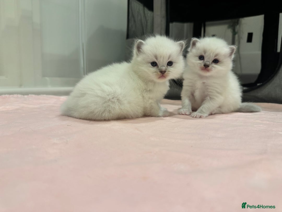 Ragdoll cats for sale: Exceptional Pure Blue Point Ragdoll kitten  - Advert 10