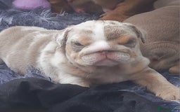 English Bulldog dogs for sale: Miniture english bulldogs  - Image 4