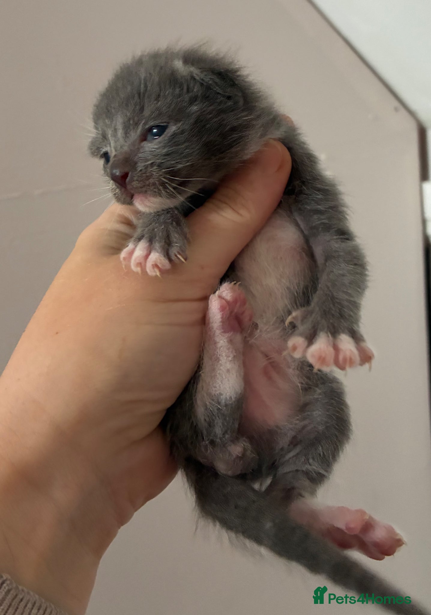 Mixed Breed cats for sale: All kittens now reserved  - Advert 3