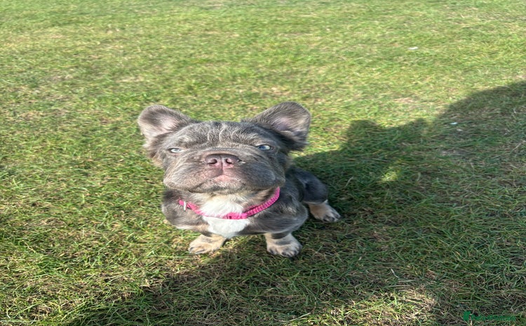 French Bulldog dogs - Advert 1