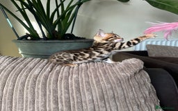 Bengal cats for sale: TICA Bengal kittens for sale . 🐱 - Image 9
