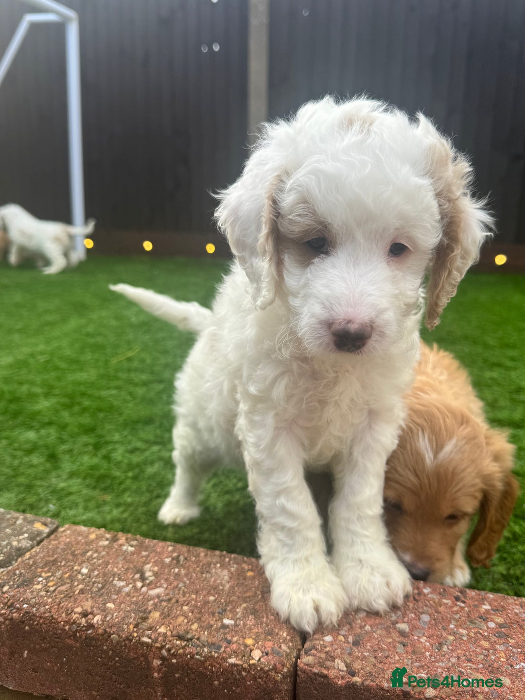 Mixed Breed dogs for sale: 👑 Superb Rare Health Tested Cockadoodledoo Pups - Image 25