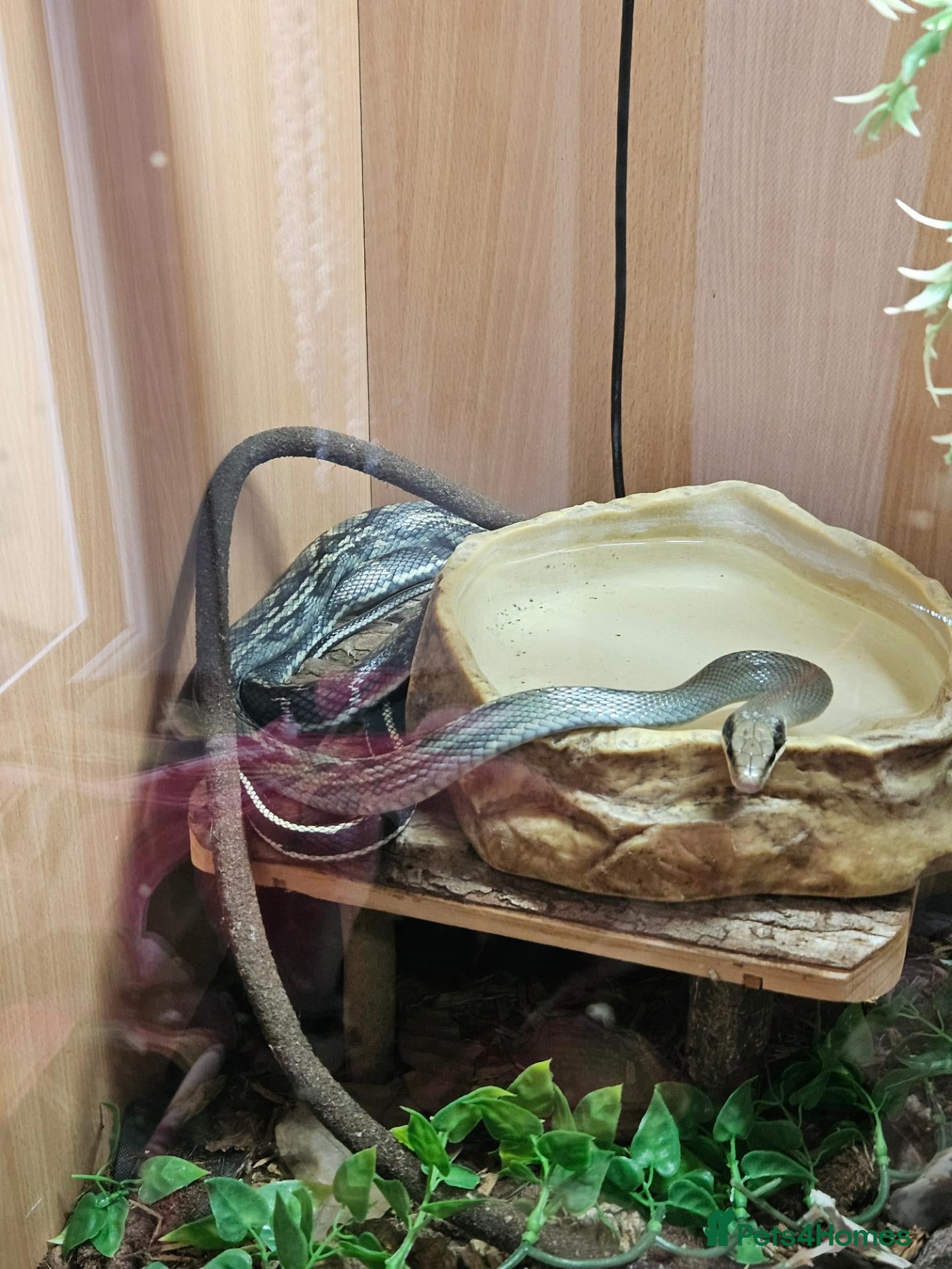Rat Snake reptiles Female and male Vietnamese blue beauty rat snakes - Advert 14