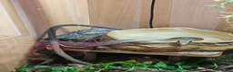 Rat Snake reptiles for sale: Female and male Vietnamese blue beauty rat snakes in Abertillery - Advert 1