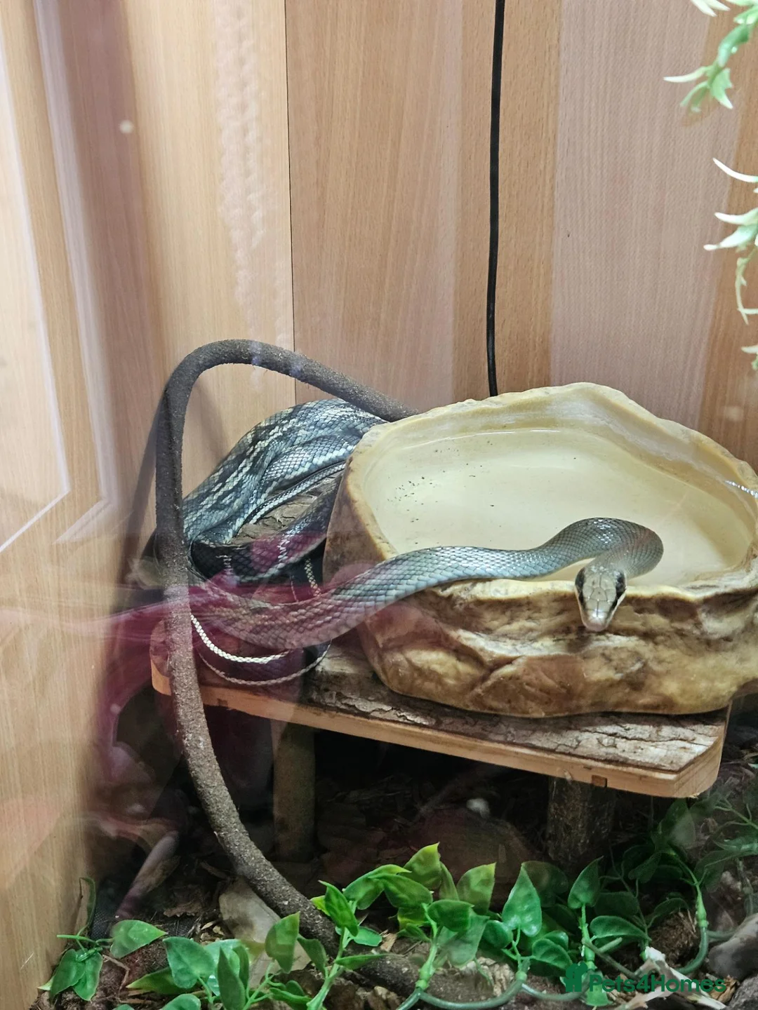 Rat Snake reptiles for sale: Female and male Vietnamese blue beauty rat snakes in Abertillery - Advert 1