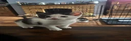 Mixed Breed cats for sale: Two adorable boys looking for new loving homes - Advert 3