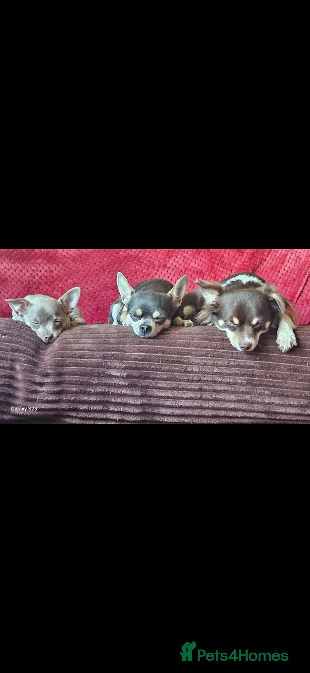 Chihuahua dogs for stud: Chocolate tri Long haired chihuahua  - Advert 12