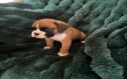 Boxer dogs for sale: KC PEDIGREE BOXER PUPPIES  - Image 11