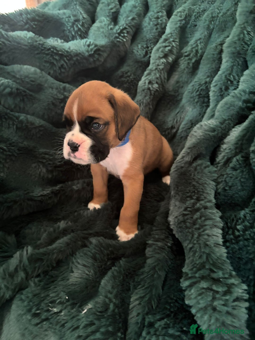 Boxer dogs for sale: KC PEDIGREE BOXER PUPPIES  - Image 11