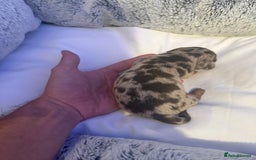 Dachshund dogs for sale: Dapple Dachshund Puppies - Image 18