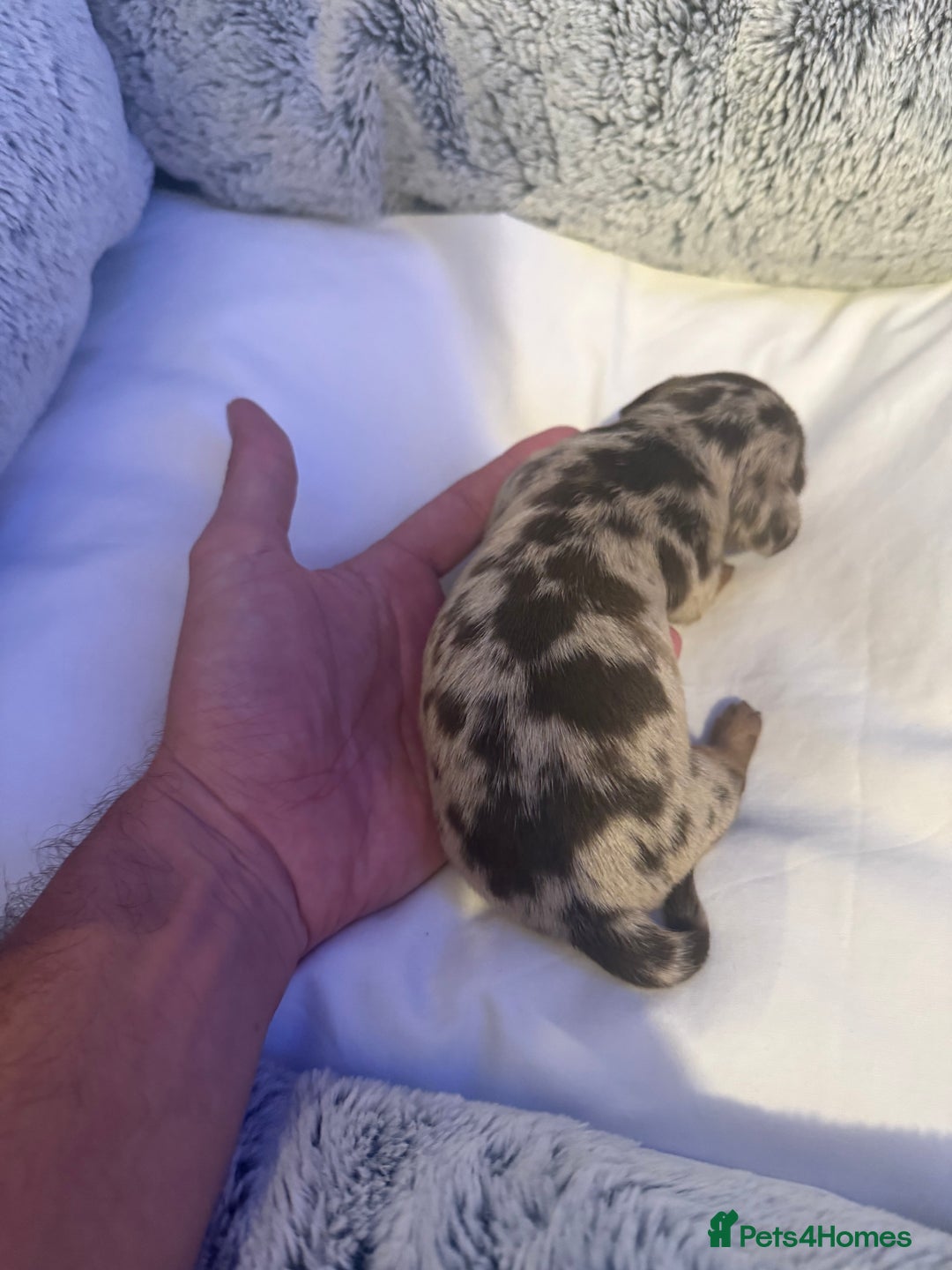 Dachshund dogs for sale: Dapple Dachshund Puppies - Image 18