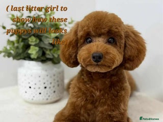 Toy Poodle dogs ❤️Cruft show🐩 Stunning red*serbian imp*show dogs* - Advert 13