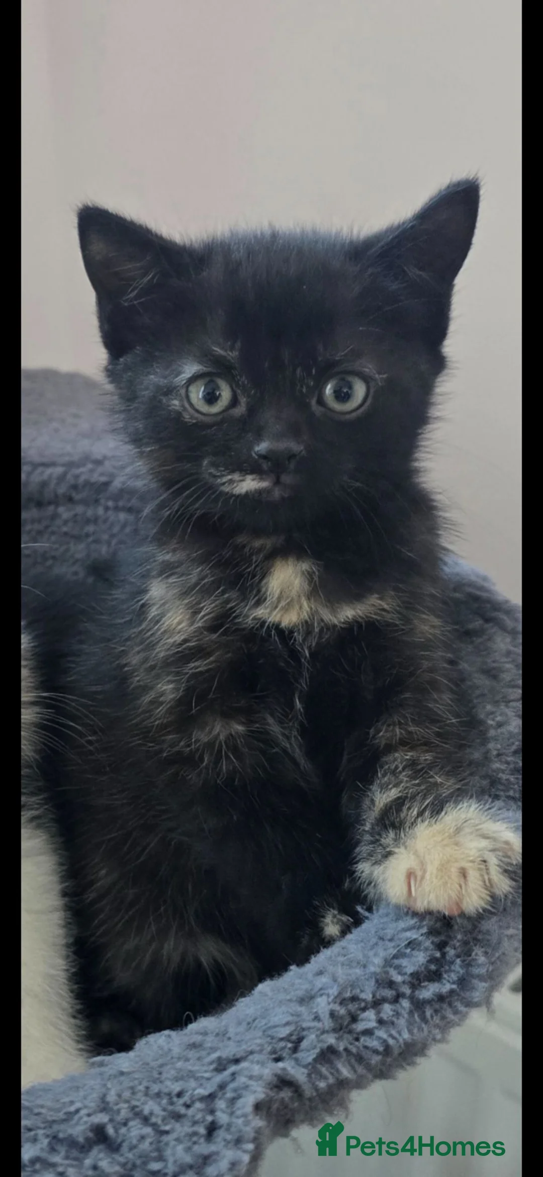 Mixed Breed cats for sale: Lovely girl kitten 😸 😍  - Advert 13