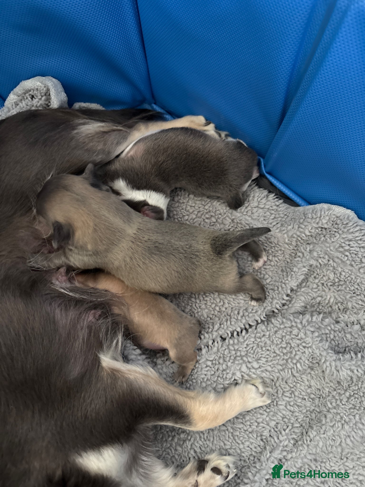 Chihuahua dogs Chihuahua puppies - Advert 1