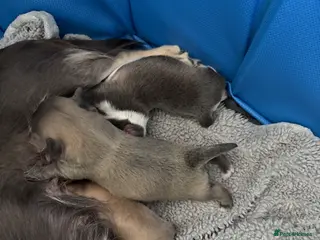 Chihuahua dogs Chihuahua puppies - Advert 3