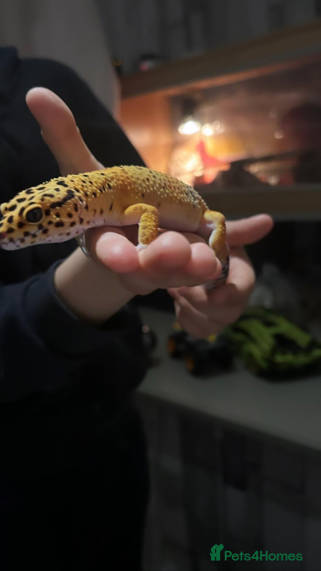 Gecko reptiles for sale: Gecko with vivarium  - Image 3