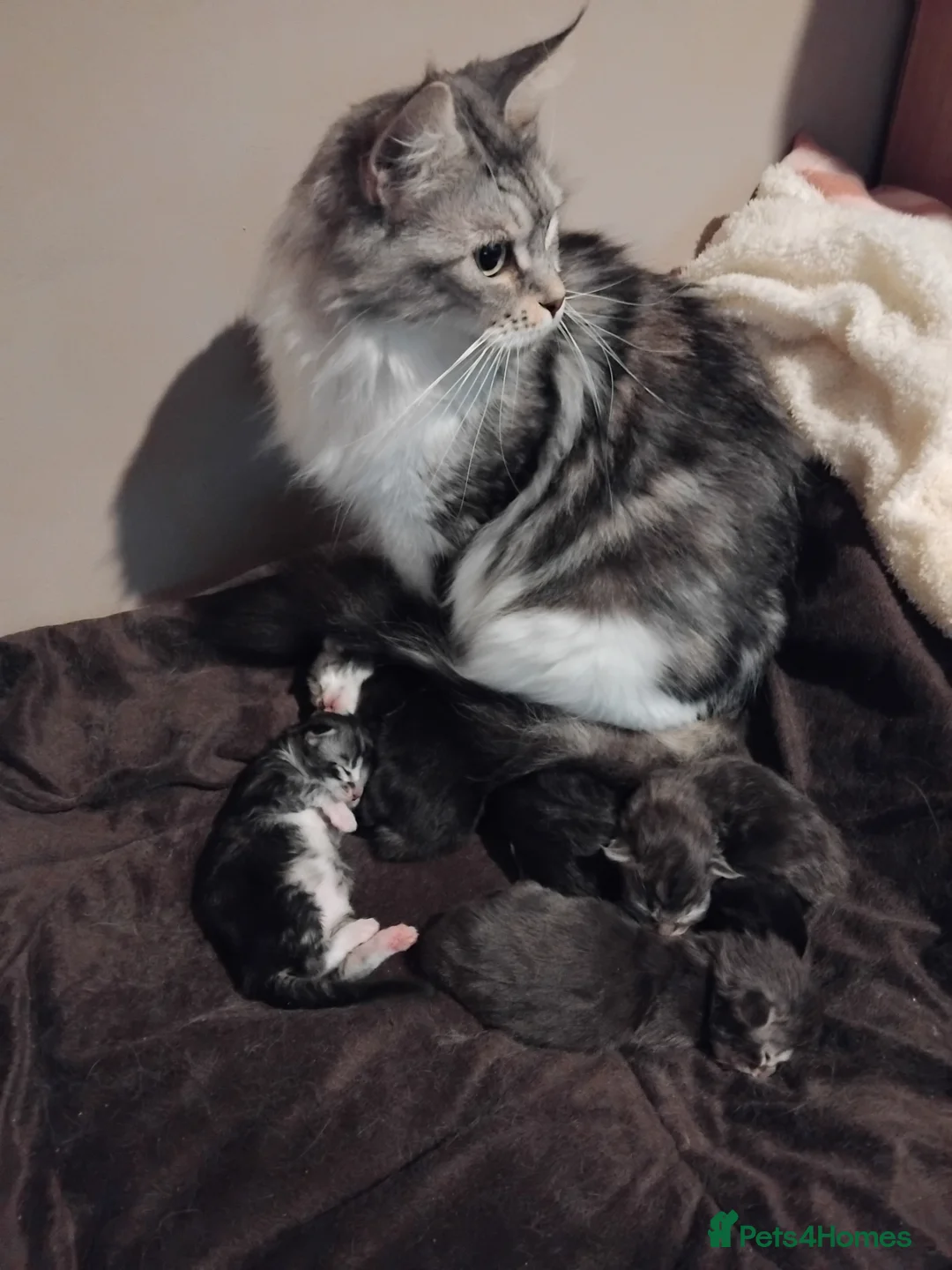 Maine Coon cats for sale: Maincoons  - Advert 4