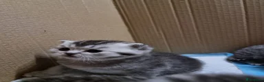 Kitten 2