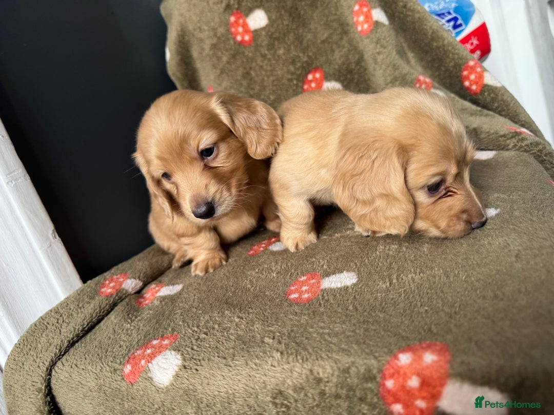 Miniature Dachshund dogs for sale: Cream&Shaded KC reg. PRA clear 4 weeks old - Image 14