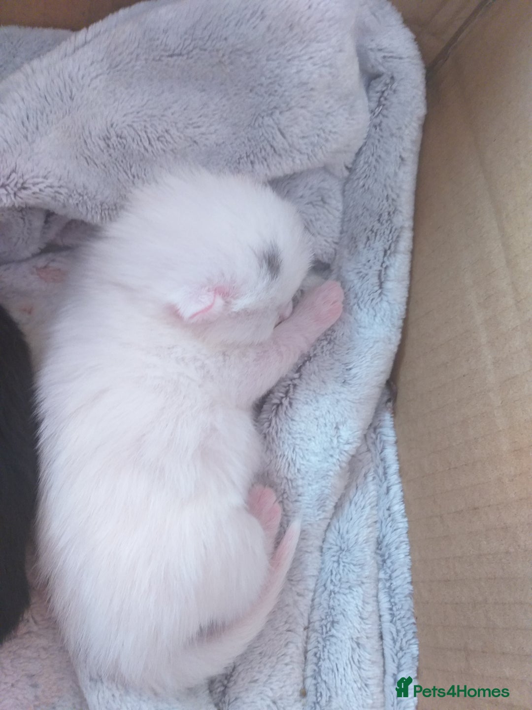 Domestic Shorthair cats for sale: Kittens  - Image 5