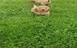 Cavapoo dogs for sale: Cavapoo puppies - Image 7