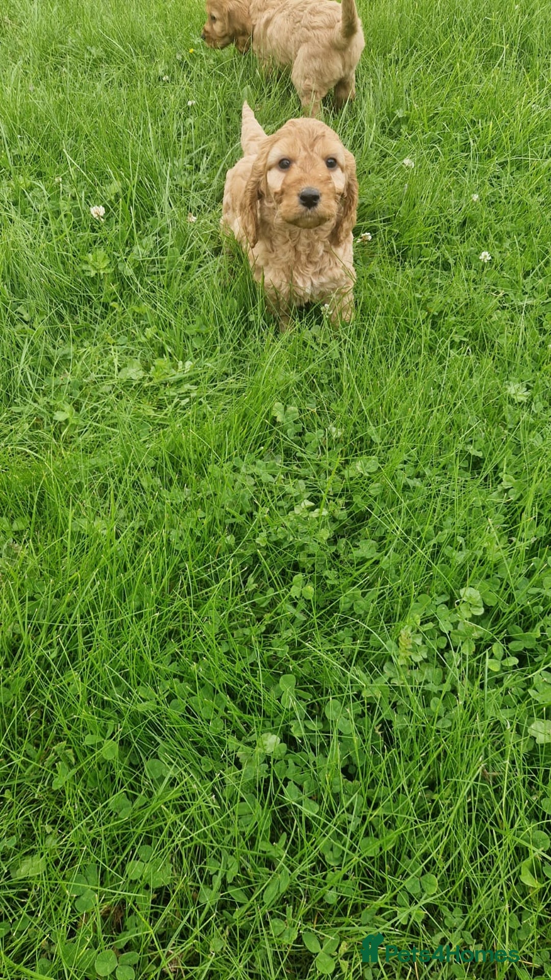 Cavapoo dogs for sale: Cavapoo puppies - Image 7