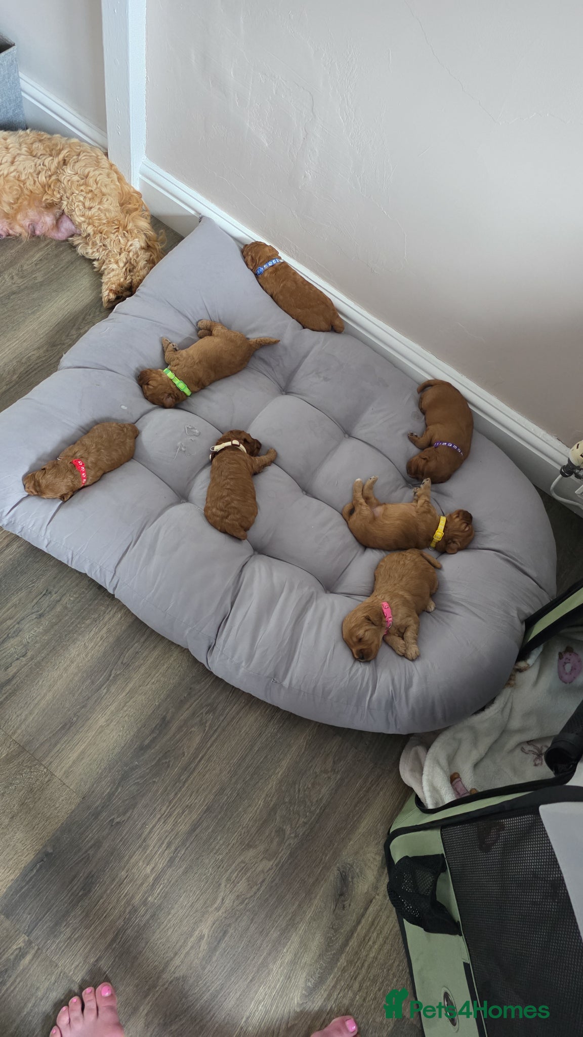 Cockapoo dogs for sale: Adorable f2 cockapoo  in Swadlincote - Advert 14