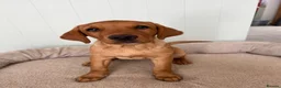 Labrador Retriever dogs for sale: Alan Jarvis Line Working Fox Red Labrador Puppies  - Advert 3