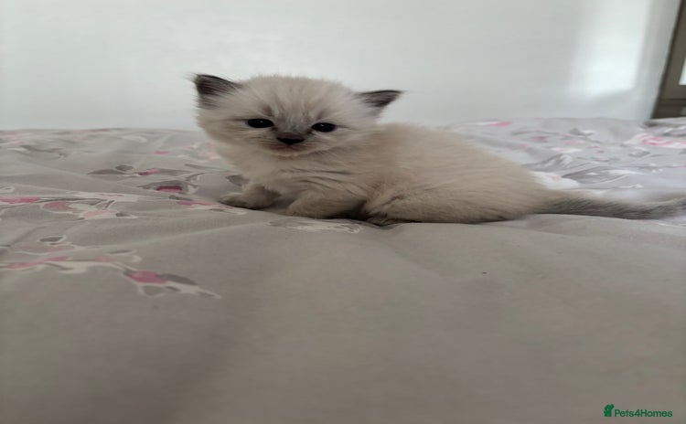 Ragdoll cats - Advert 7