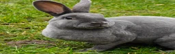 Rex rabbits for sale: Mini Rex Rabbits  - Advert 12
