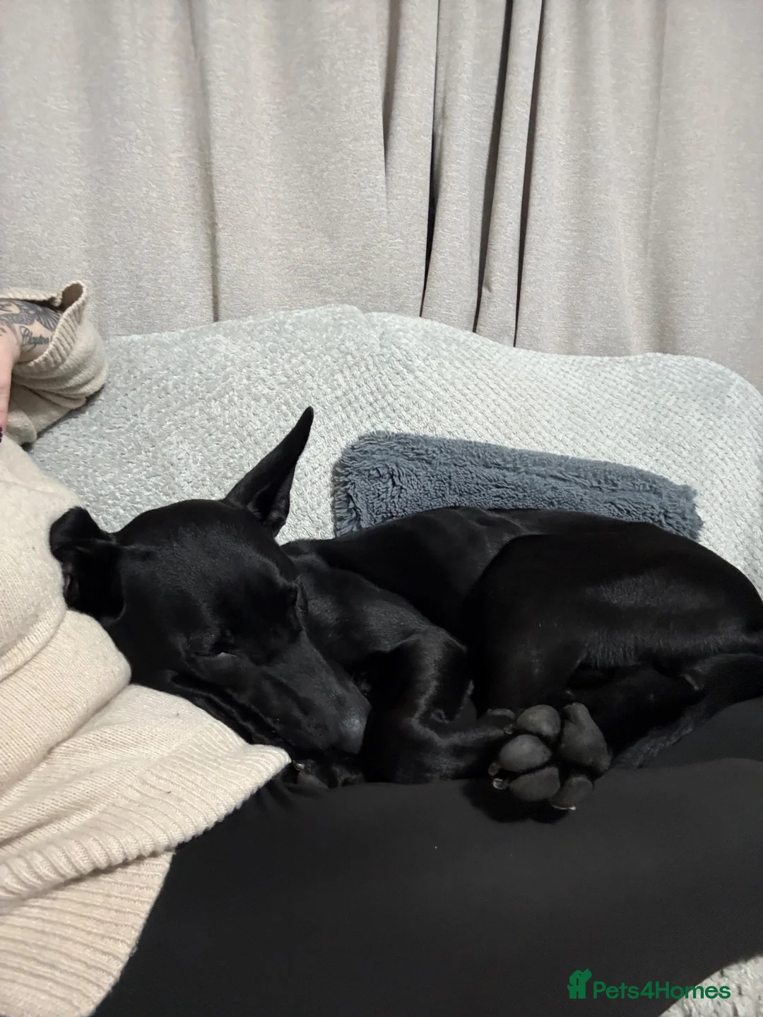 Mixed Breed dogs for sale: Malinois cross  - Advert 7