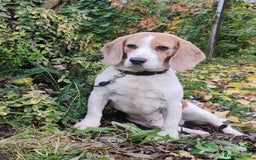 Beagle dogs for adoption: Charlie - the Beagle - Image 8